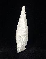 Cerithium (Cerithioclava) dalli OLSSON & PETIT 1964  - Bild © FossNet FossilienStore